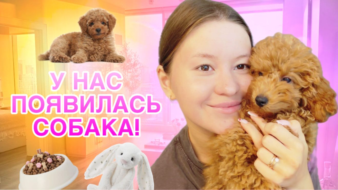 МЫ ЗАВЕЛИ СОБАКУ! ТОЙ-ПУДЕЛЬ МОНИКА смотреть онлайн