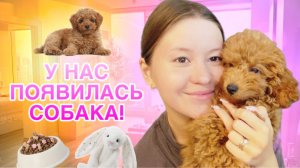 МЫ ЗАВЕЛИ СОБАКУ! ТОЙ-ПУДЕЛЬ МОНИКА