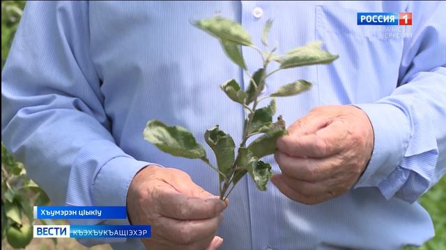 Вести на черкесском языке 07.07.2026