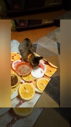 день рождения Сереги. Песня создана ИИ.