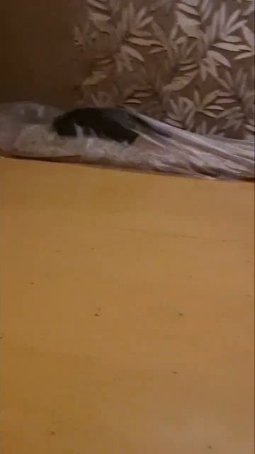 Кот не пострадал