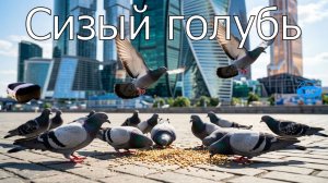 10 серия - Сизый голубь в VR 360