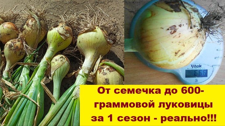 Лук выращиваю за один год, из семян до 600-граммовой луковицы!