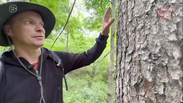 «По Уссурийскому краю». Какие кедровники растут в тайге