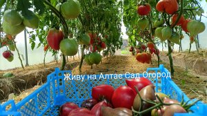 7 июля/Сорта томатов из каталога в теплице