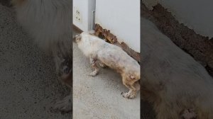 Вы хотели чтоб Снежок пошёл? Ну вот он и пошёл