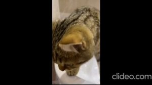 Глаза радуются смотря на эту милоту