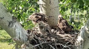 Птенцы Черного Коршуна в гнезде. Часть 4. Один день из жизни птенцов