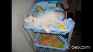Наша Китти (2011 - 2026) 15 лет с нами...прожила((( (по-нашему - 80 лет)!