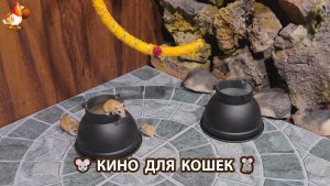 Видео для кошек про крысок развлекать питомцев 🐭🐀😂 582