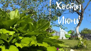 Июнь. Мои хосты
