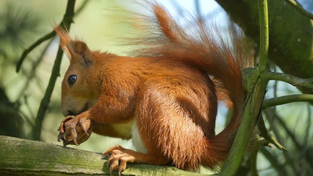 Как разговаривает белочка / Red squirrel eating a nut смотреть онлайн