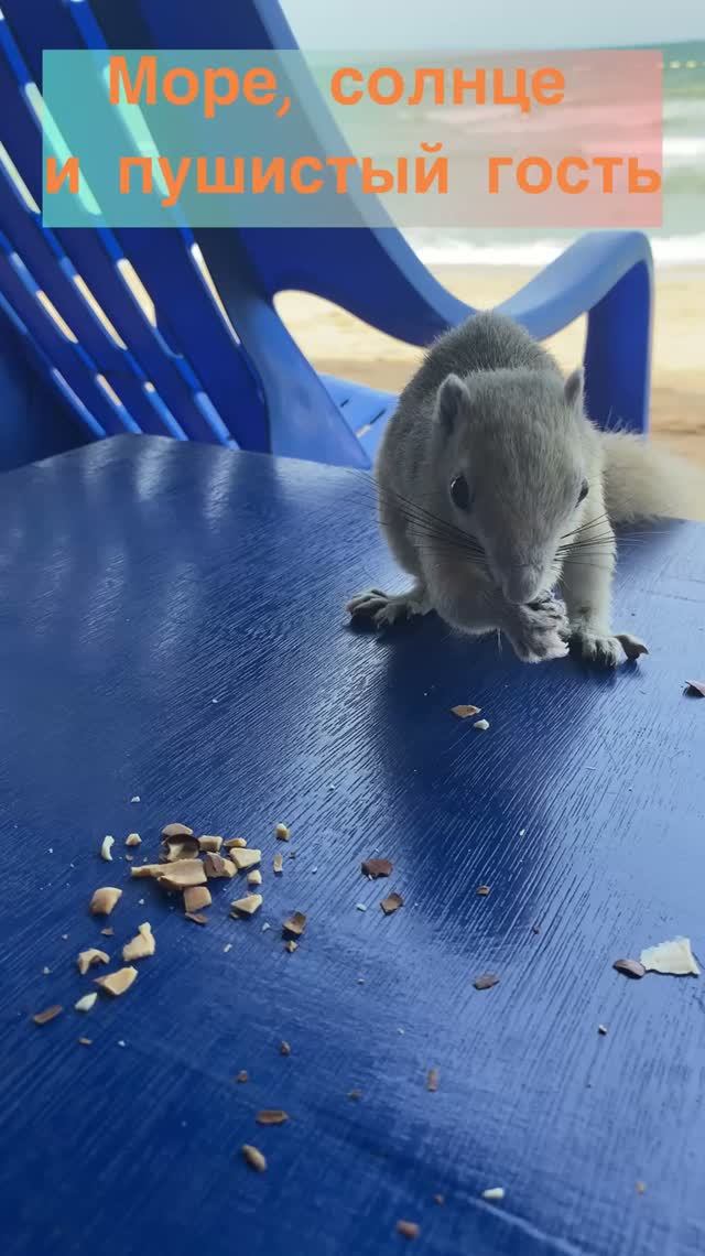 Пляжный перекус 🐿️🏖️ · Белка пришла поесть