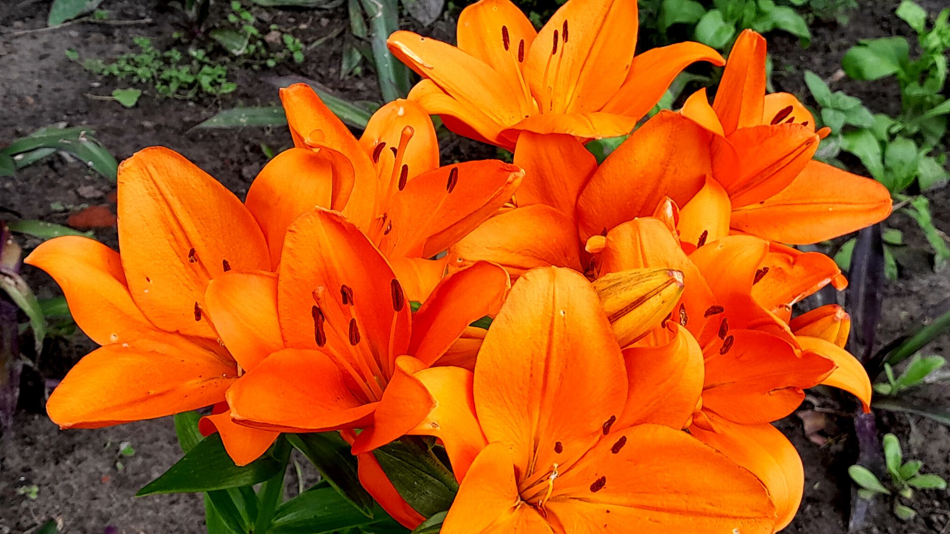 🌺 ЛИЛИИ 🌺 В МОЁМ САДУ смотреть онлайн