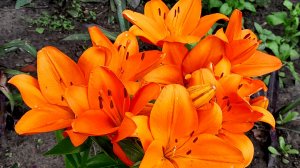 🌺 ЛИЛИИ 🌺 В МОЁМ САДУ
