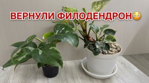 ФИЛОДЕНДРОН БИРКИН - пересадка, уход, условия выращивания!
