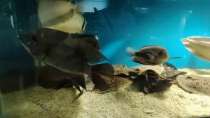 Небольшой видео ролик из Акванариума ( 7 июля) и интересная история