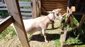 08-07-2026 Спасибо соседям / осталась одна / деревенская жизнь.