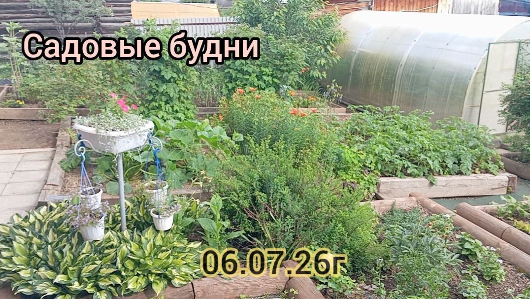 Укрытие от птиц/Обрезка томатных листьев/Подкормка для цветов и садовой земляники.06.07.26г