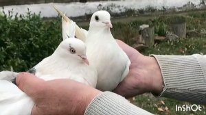 Пара Голубей