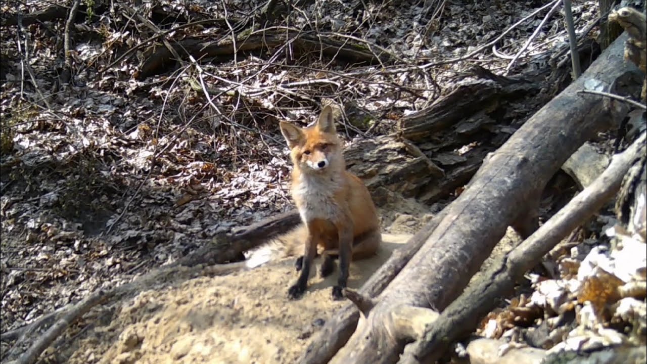Лисиця звичайна 22.03.2025 Голосіївський ліс Trail Camera (HC-810) нора смотреть онлайн