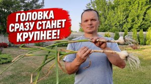 Головка на чесноке станет крупнее даже без подкормки. Сделайте эту простую вещь!🧄
