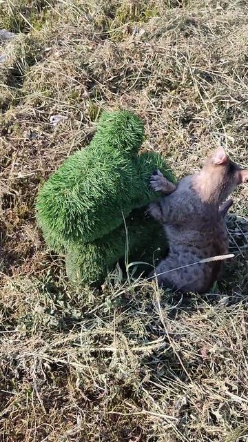 когда не любишь зайчиков