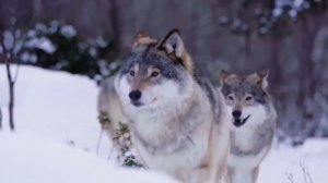 Одинокий волк 🐺