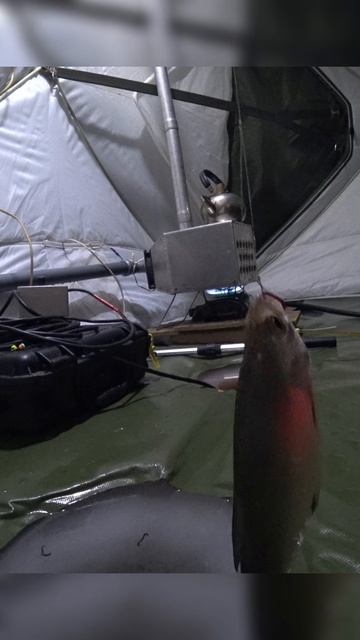 А Вы любите ЗИМНЮЮ РЫБАЛКУ? #shorts #рыбалка #fishing #рыба #fish #Удочка #природа #nature #отдых
