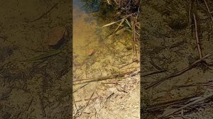 продолжение  чистим пруд  от камыша  готовим  места к рыбалке