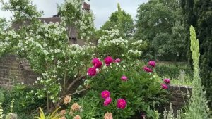 САДЫ АНГЛИИ ХЭМПСТЕД В СЕЗОН РОЗ И  ЧУДЕСНЫЙ САД МОТТИСФОНТ Mottisfont Abbey Gardens