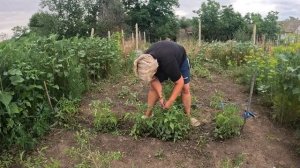 Наталья Губарева. ПОДВЯЗАЛА  ПОМИДОРКИ 🍅 ⧸ ЖИЗНЬ В ДЕРЕВНЕ #villagelife