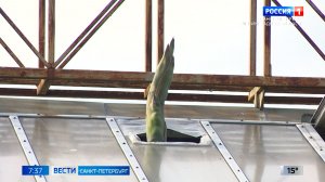 Вести Санкт-Петербург. Выпуск 07.35 от 09.07.2026
