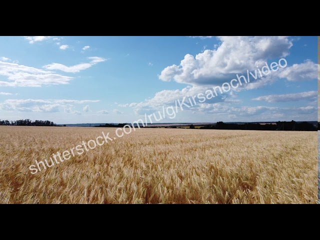 shutterstock Пшеничное поле. Золотые колосья пшеницы на поле. Вид сверху на пшеничное поле. смотреть онлайн