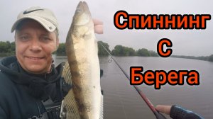 Рыбалка на Москве реке.Фаустово.Судак .Окунь