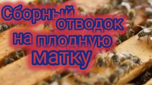 Сборный отводок на плодную матку