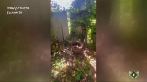 Наркосодержащие растения в крупном размере изъяты у жителя Гагрского района.