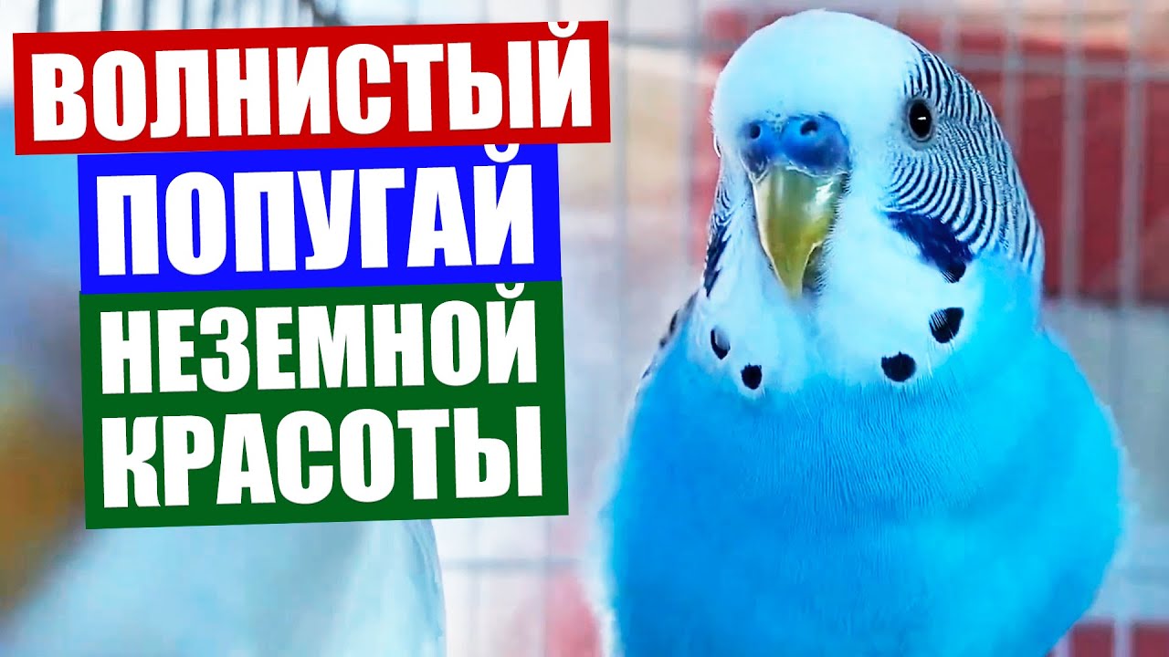 Волнистый попугай. Очень красивое пение восхитительного голубого волнистого попугая смотреть онлайн
