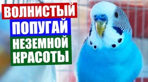 Волнистый попугай. Очень красивое пение восхитительного голубого волнистого попугая