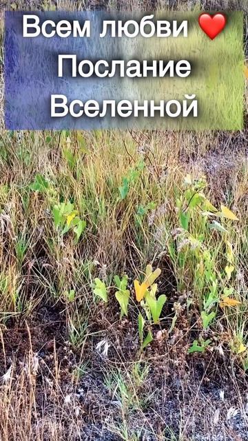 Послание от Вселенной- Импульс Сердца ♥️ Всем Любви