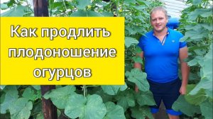 ЧТОБЫ ОГУРЕЦ НЕ ОСТАНАВЛИВАЛСЯ, ПОДКОРМИТЕ ЕГО ТАК! Что нужно дать огурцу, чтобы он долго плодоносил