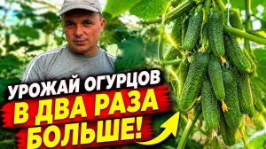 Урожай огурцов в ДВА РАЗА БОЛЬШЕ, если его ТАК обрезать!