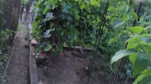 Обрезка томатов/Дыни и арбузы