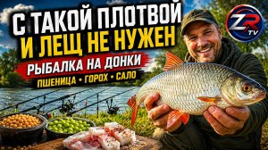 С такой плотвой и лещ не нужен! Рыбалка на донки: пшеница, горох и сало | ZR TV |