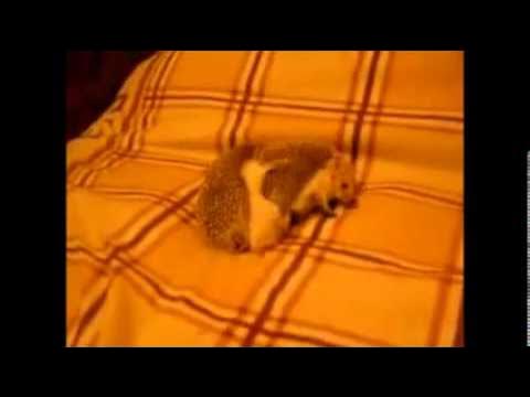 А Ёжики ебутся! смотреть онлайн