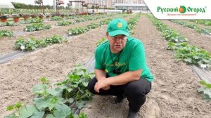 Выращиваем огурцы в открытом грунте.