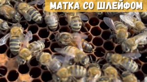 Матка со шлейфом крупным планом | Жизнь пчелиной семьи!