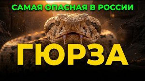 Самая опасная змея России - Гюрза