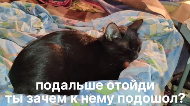 песня симбочки бездомный кот, с субтитрами, @simb смотреть онлайн