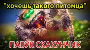 Самый умный и опасный хищник своего мира (ПАУК СКАКУН)